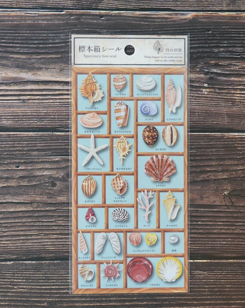 Mind Wave Specimen Box Seal - World of Seashells