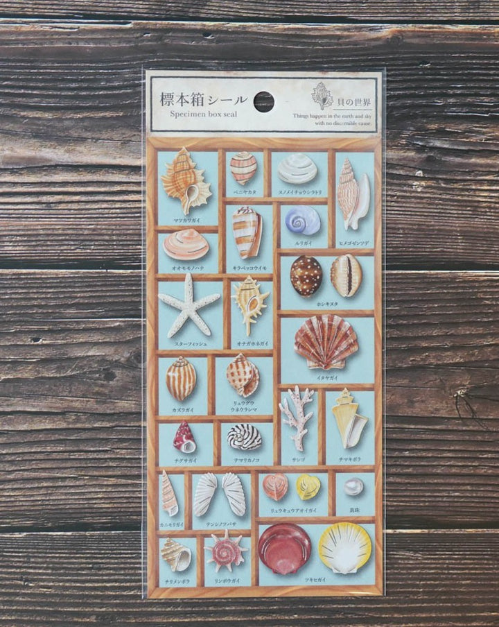 Mind Wave Specimen Box Seal - World of Seashells