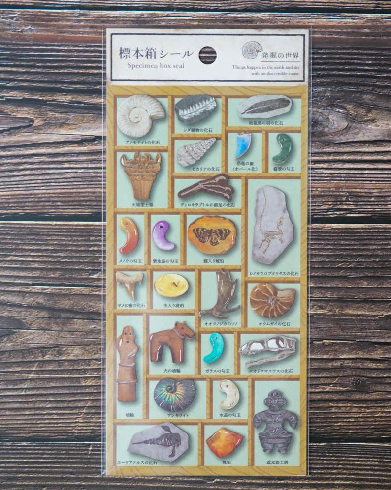 Mind Wave Specimen Box Seal - World of Fossils