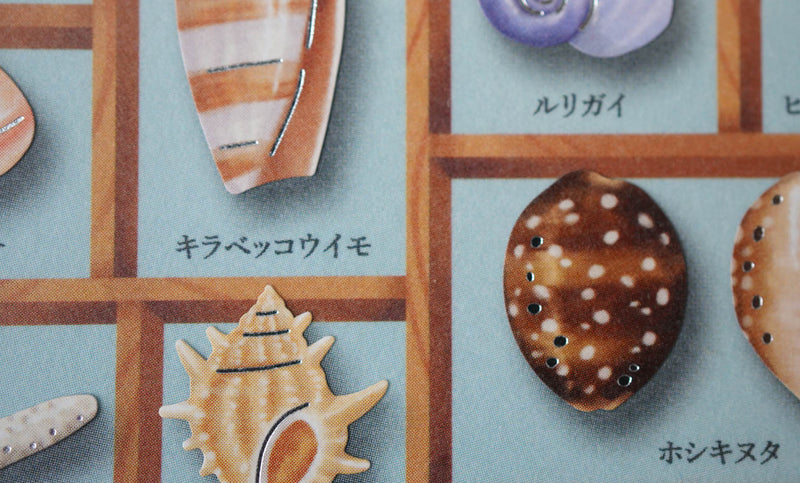 Mind Wave Specimen Box Seal - World of Seashells