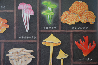 Mind Wave Specimen Box Seal - World of Mushrooms